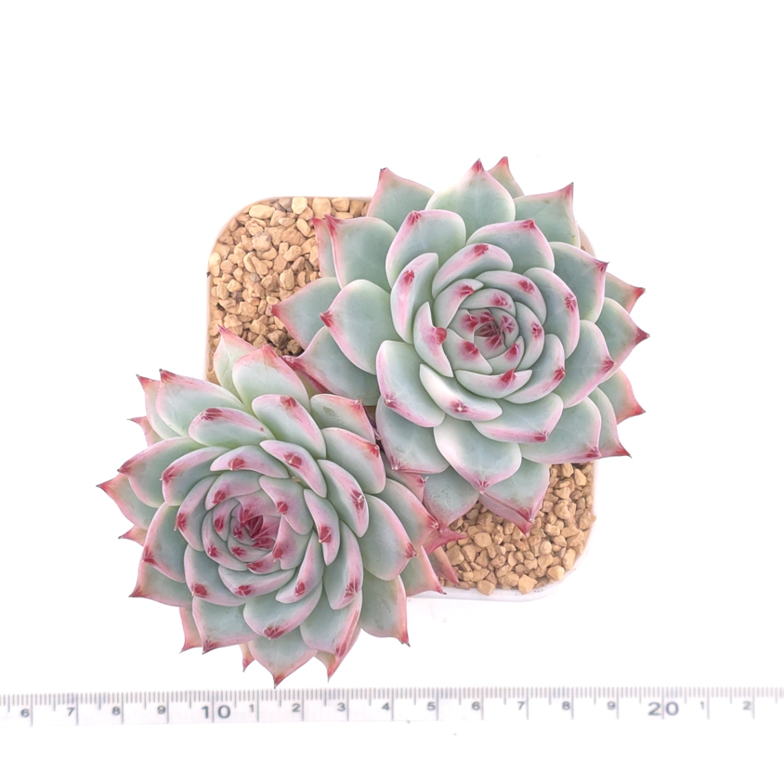Echeveria chihuahuaensis | 吉娃娃 thumbnail 4