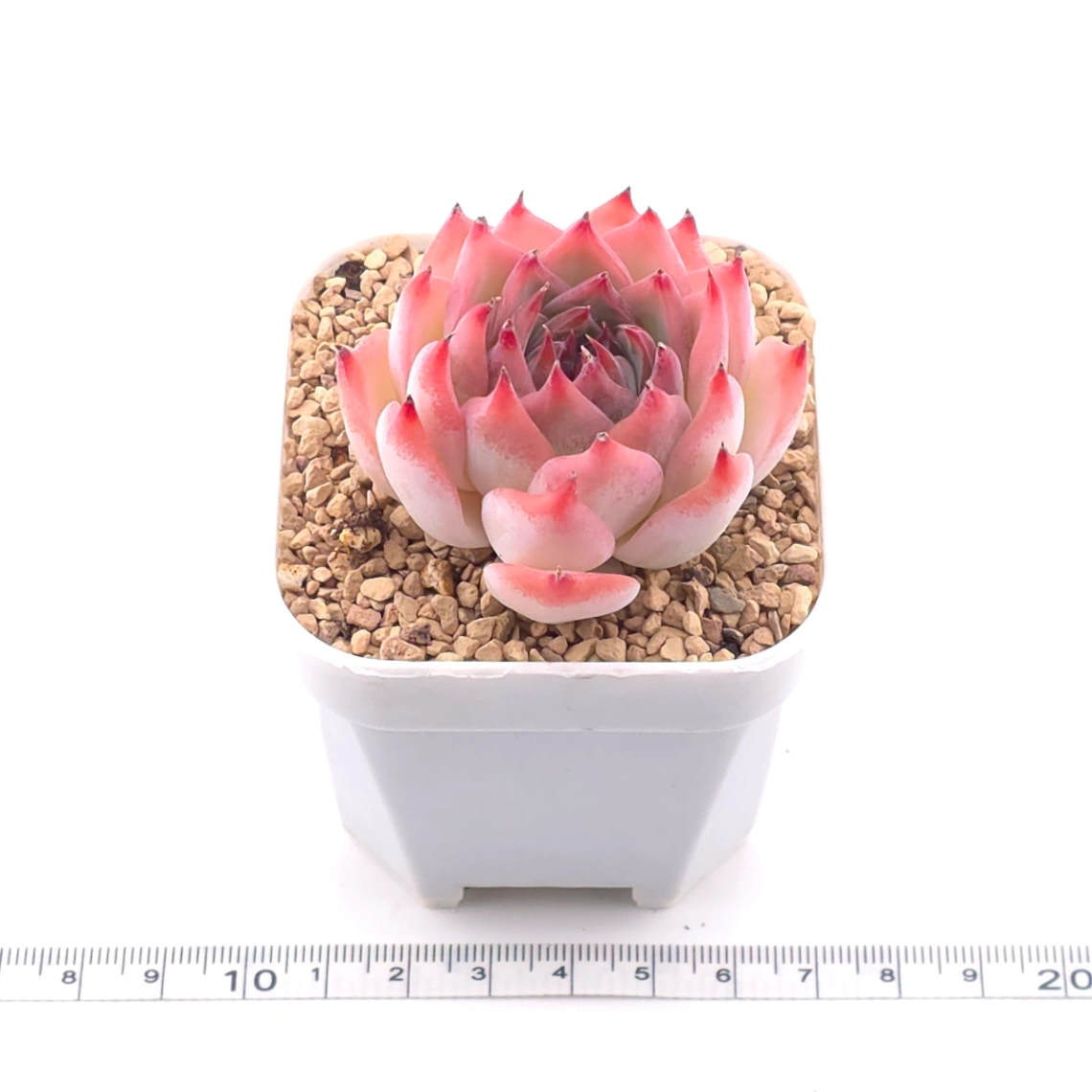 Echeveria chihuahuaensis | 吉娃娃 thumbnail 3