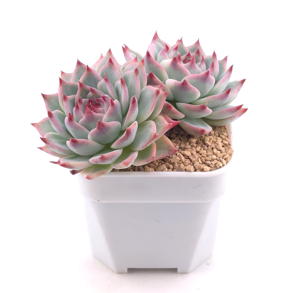 Echeveria chihuahuaensis | 吉娃娃 thumbnail 2