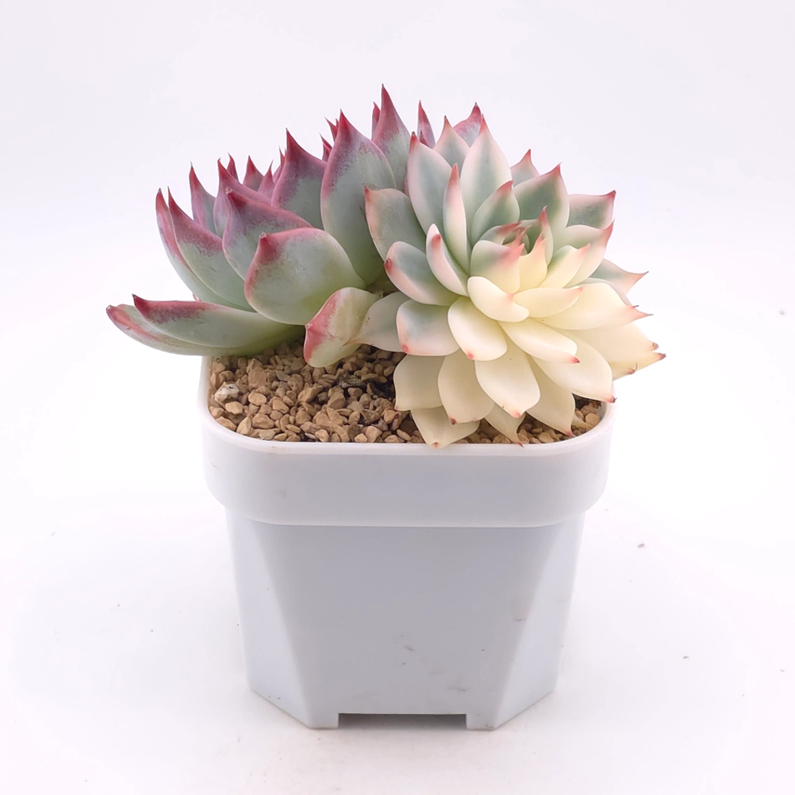 Echeveria chihuahuaensis variegated | 吉娃娃錦 thumbnail 2