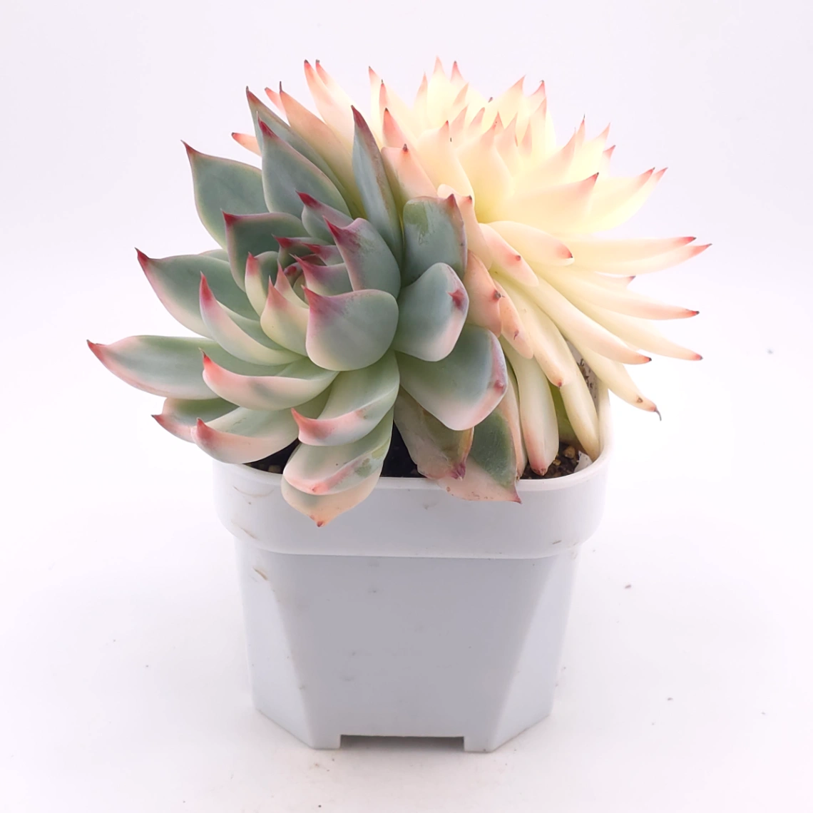 Echeveria chihuahuaensis variegated | 吉娃娃錦 thumbnail 2