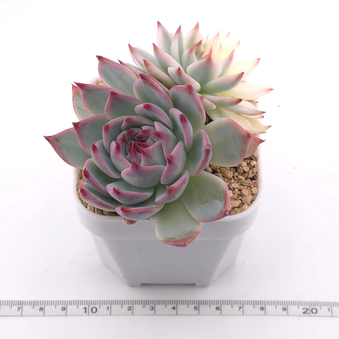 Echeveria chihuahuaensis variegated | 吉娃娃錦 thumbnail 3