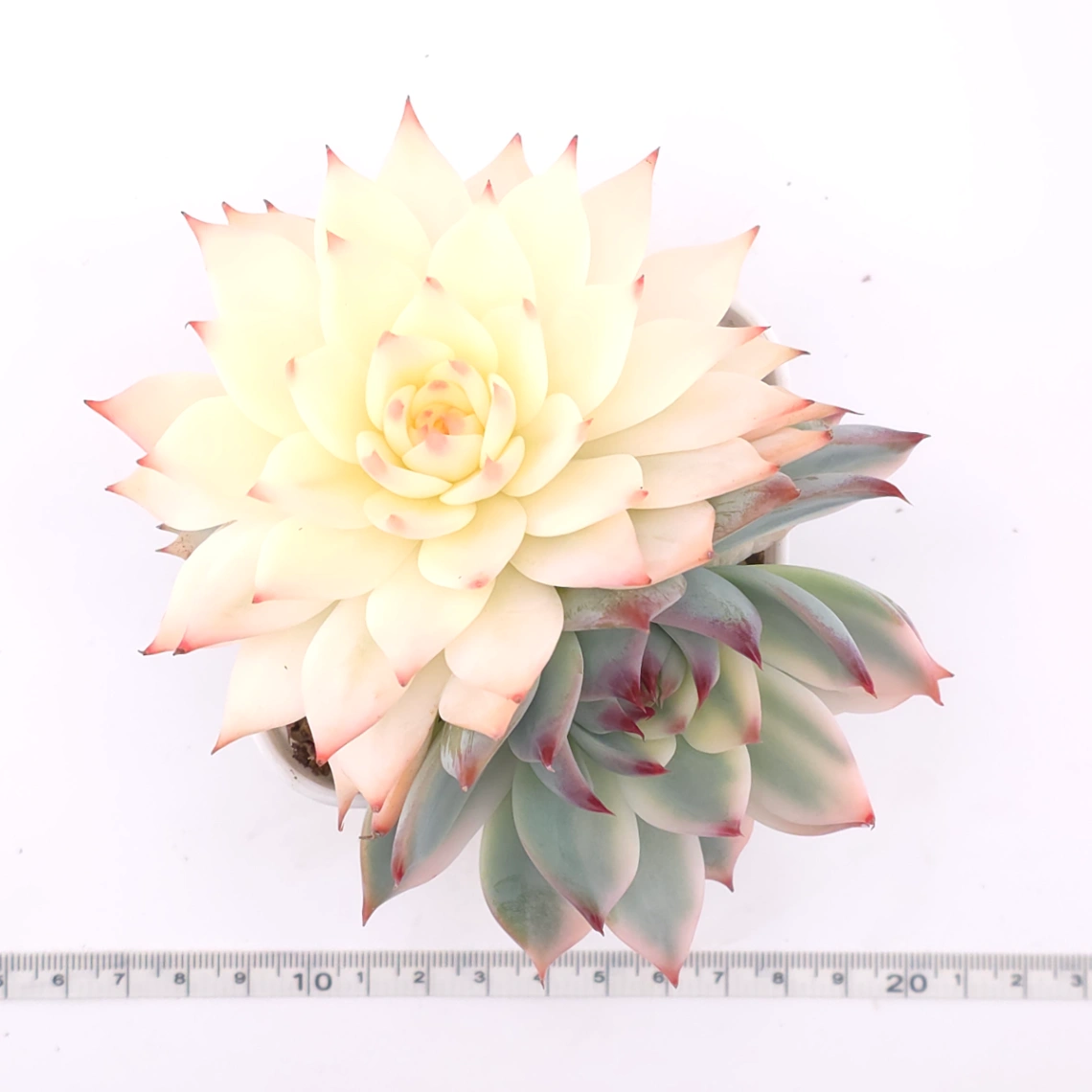 Echeveria chihuahuaensis variegated | 吉娃娃錦 thumbnail 4