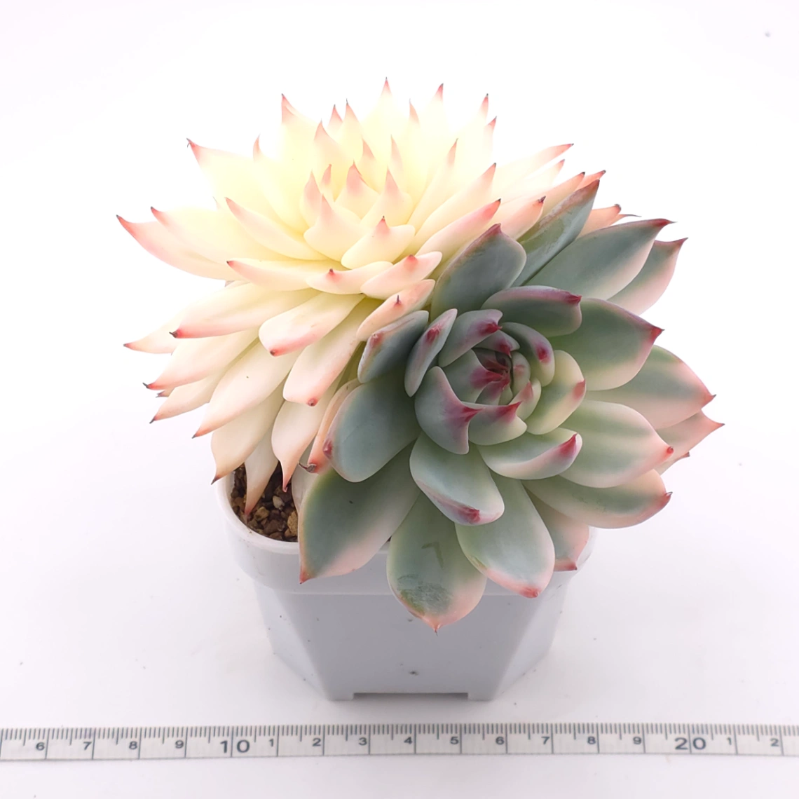 Echeveria chihuahuaensis variegated | 吉娃娃錦 thumbnail 3