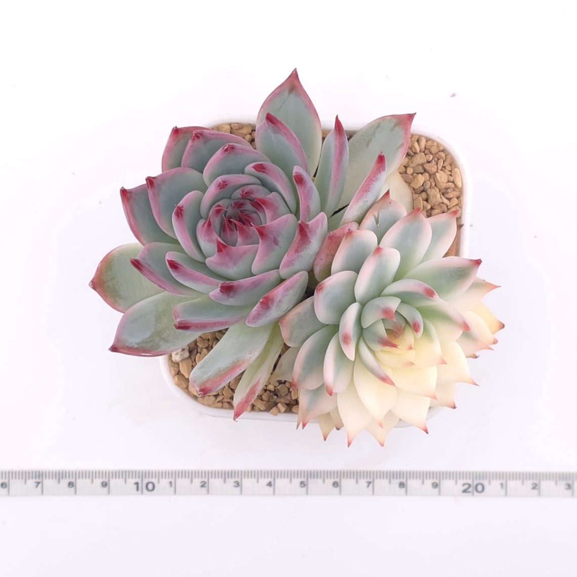 Echeveria chihuahuaensis variegated | 吉娃娃錦 thumbnail 4