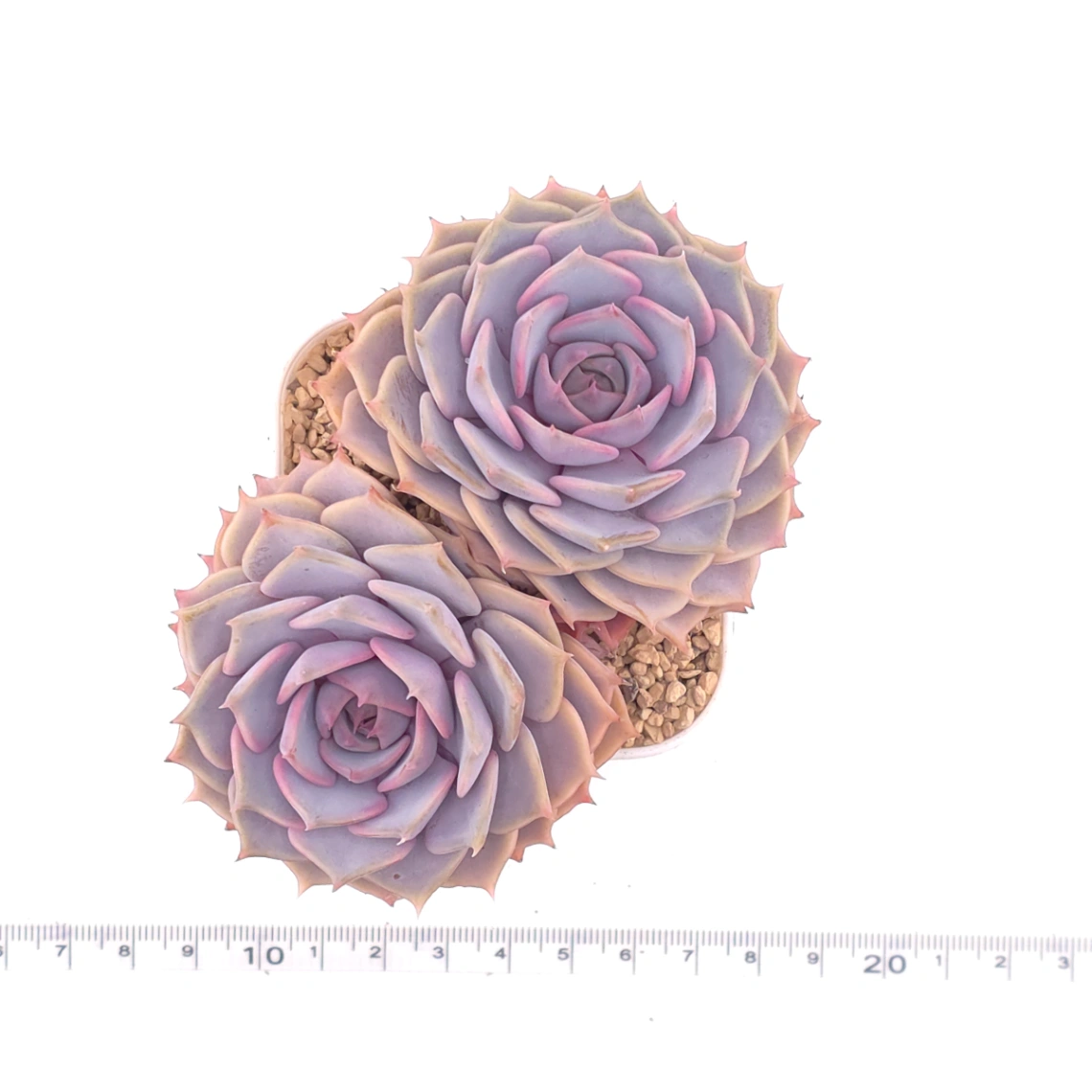 Echeveria ‘Colias’ | 粉蝶 thumbnail 4