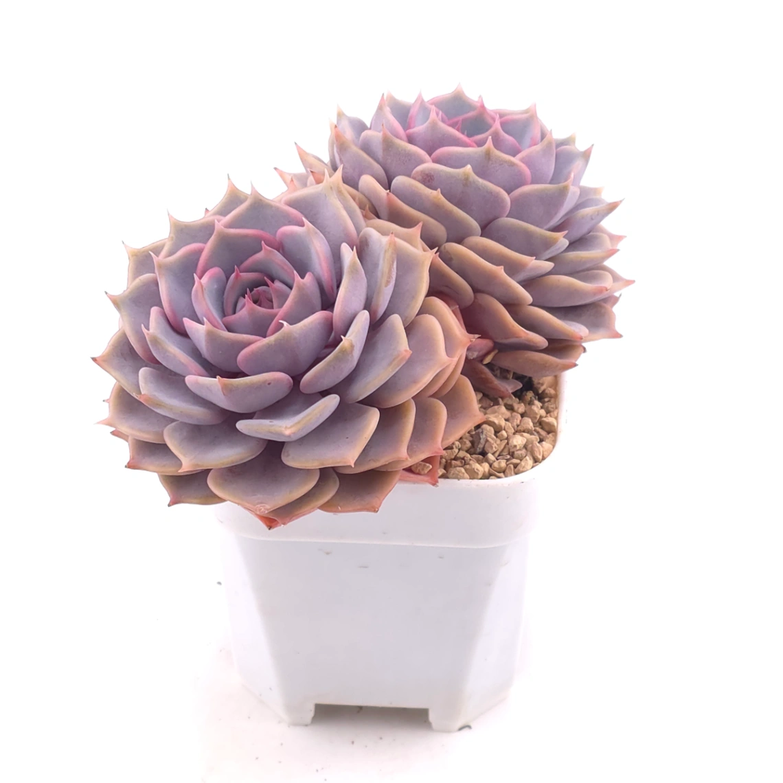Echeveria ‘Colias’ | 粉蝶 thumbnail 2