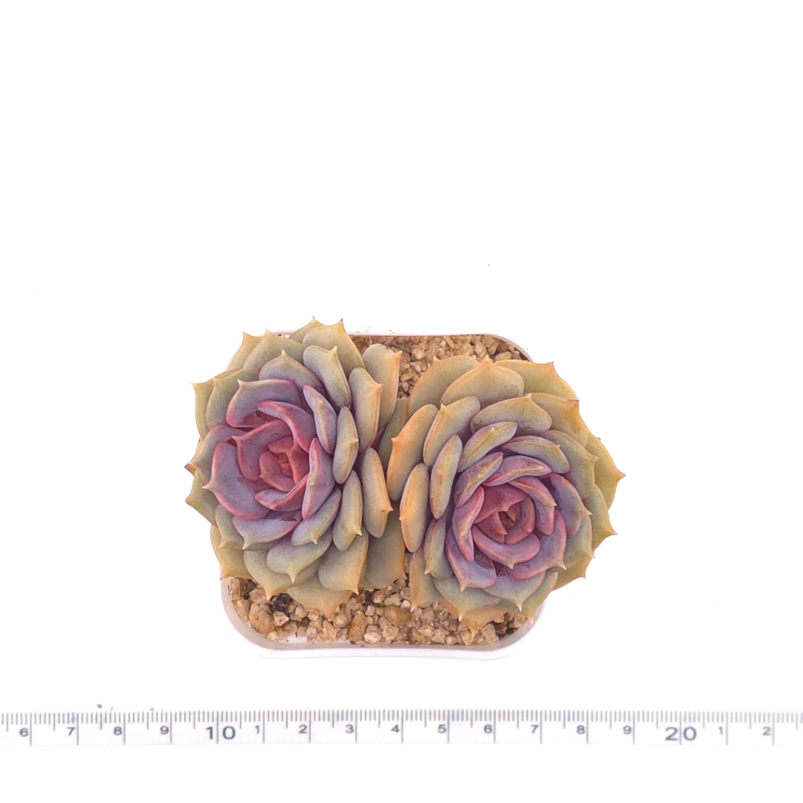 Echeveria ‘Colias’ | 粉蝶 thumbnail 4