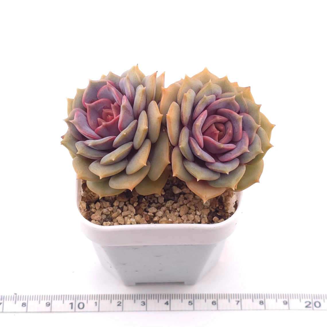 Echeveria ‘Colias’ | 粉蝶 thumbnail 3