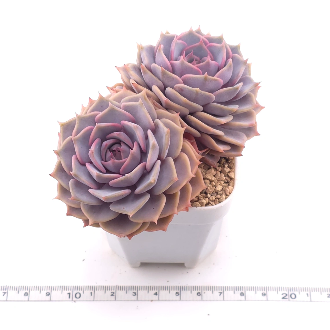Echeveria ‘Colias’ | 粉蝶 thumbnail 3