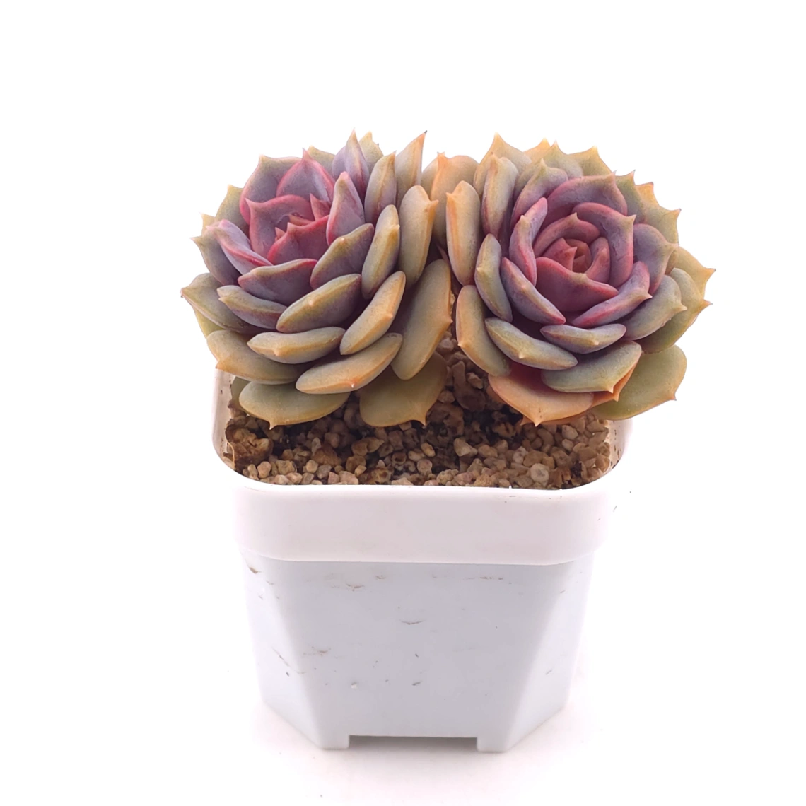 Echeveria ‘Colias’ | 粉蝶 thumbnail 2