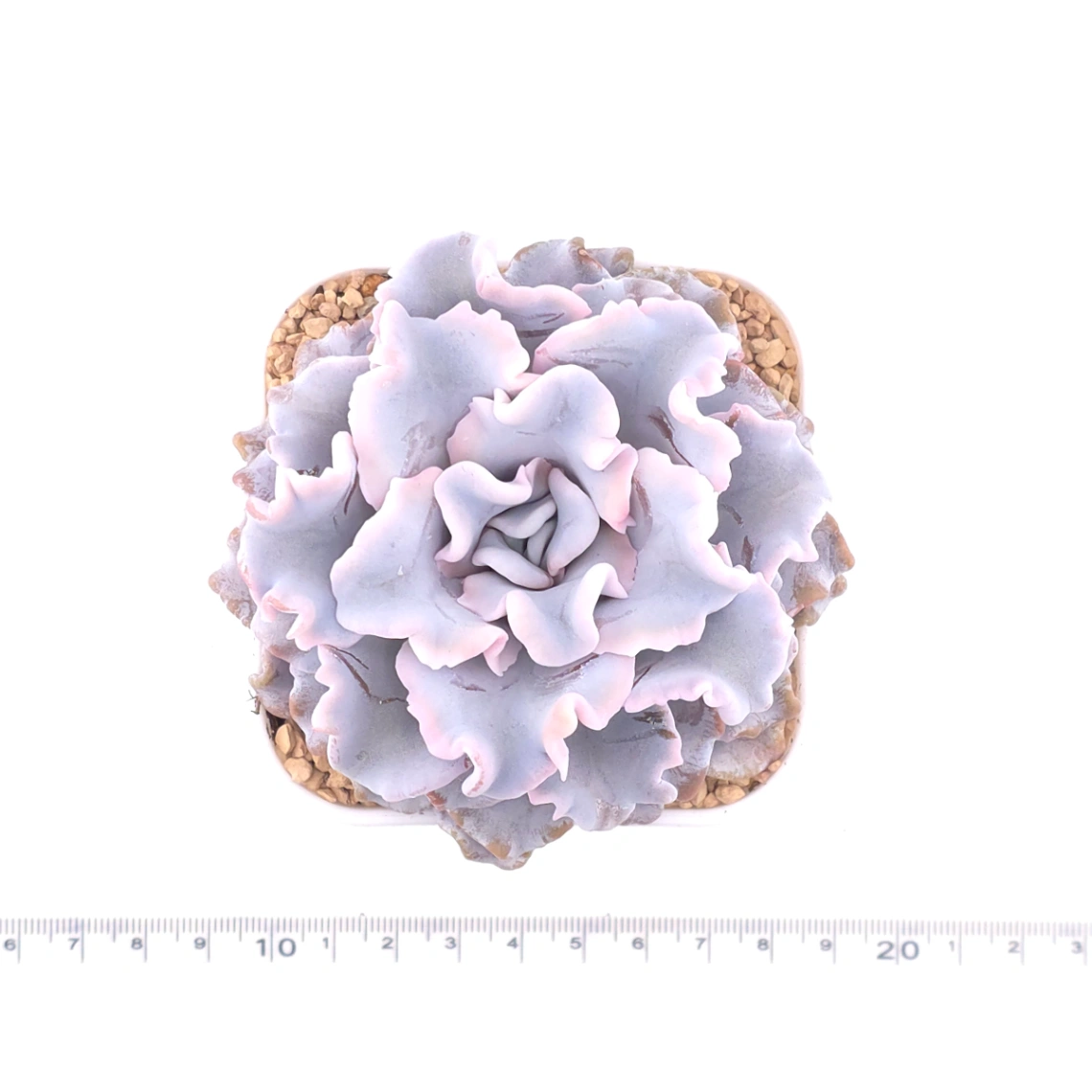 Echeveria ‘Crispate Beauty’ | 芭蕾舞者 thumbnail 4