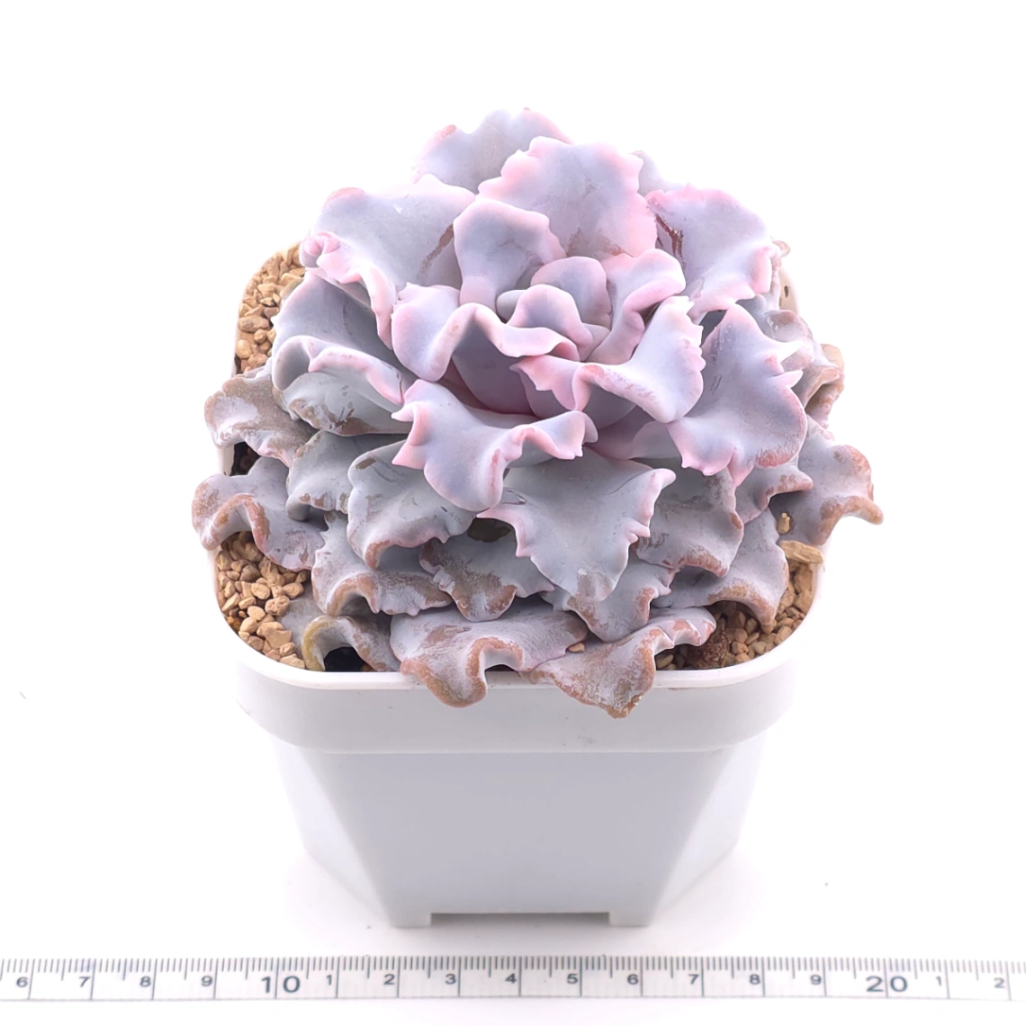 Echeveria ‘Crispate Beauty’ | 芭蕾舞者 thumbnail 3