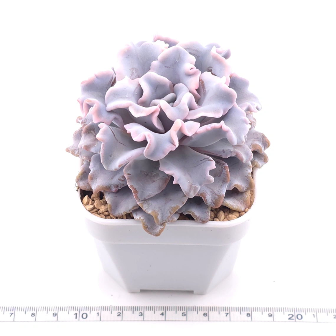 Echeveria ‘Crispate Beauty’ | 芭蕾舞者 thumbnail 3
