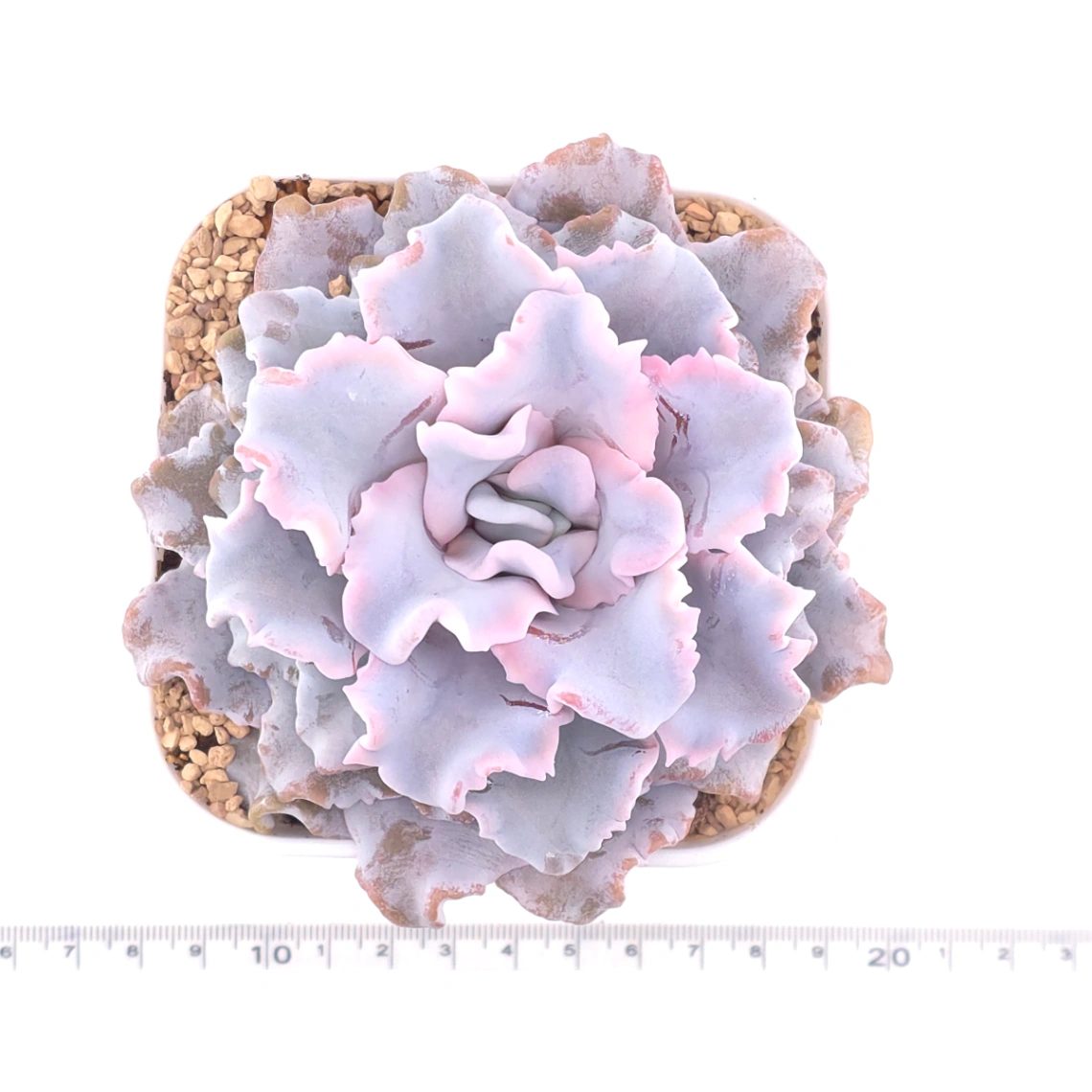 Echeveria ‘Crispate Beauty’ | 芭蕾舞者 thumbnail 4