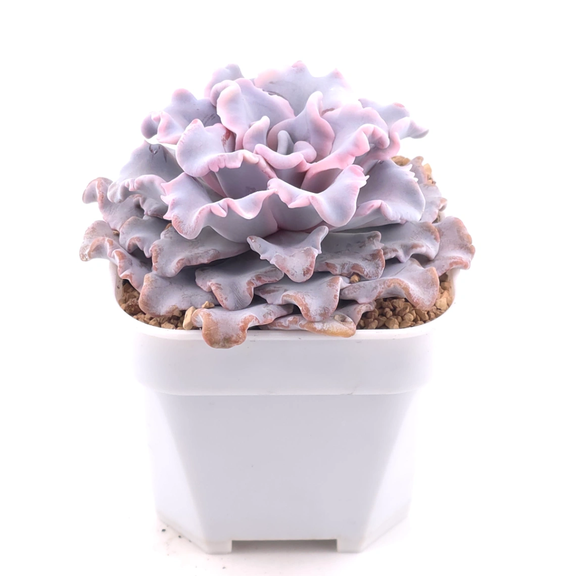 Echeveria ‘Crispate Beauty’ | 芭蕾舞者 thumbnail 2