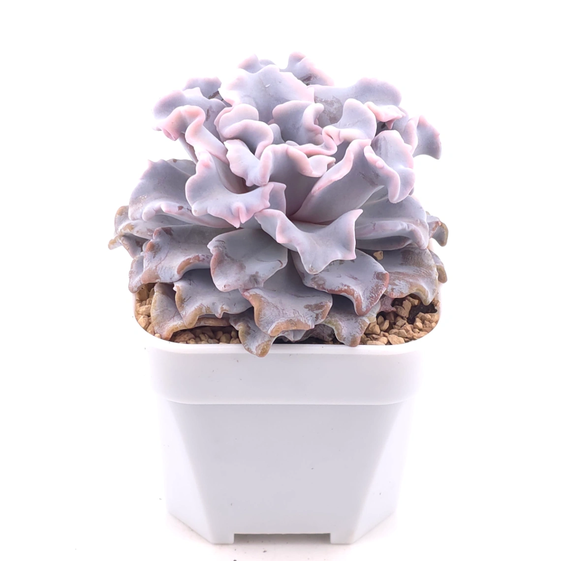 Echeveria ‘Crispate Beauty’ | 芭蕾舞者 thumbnail 2