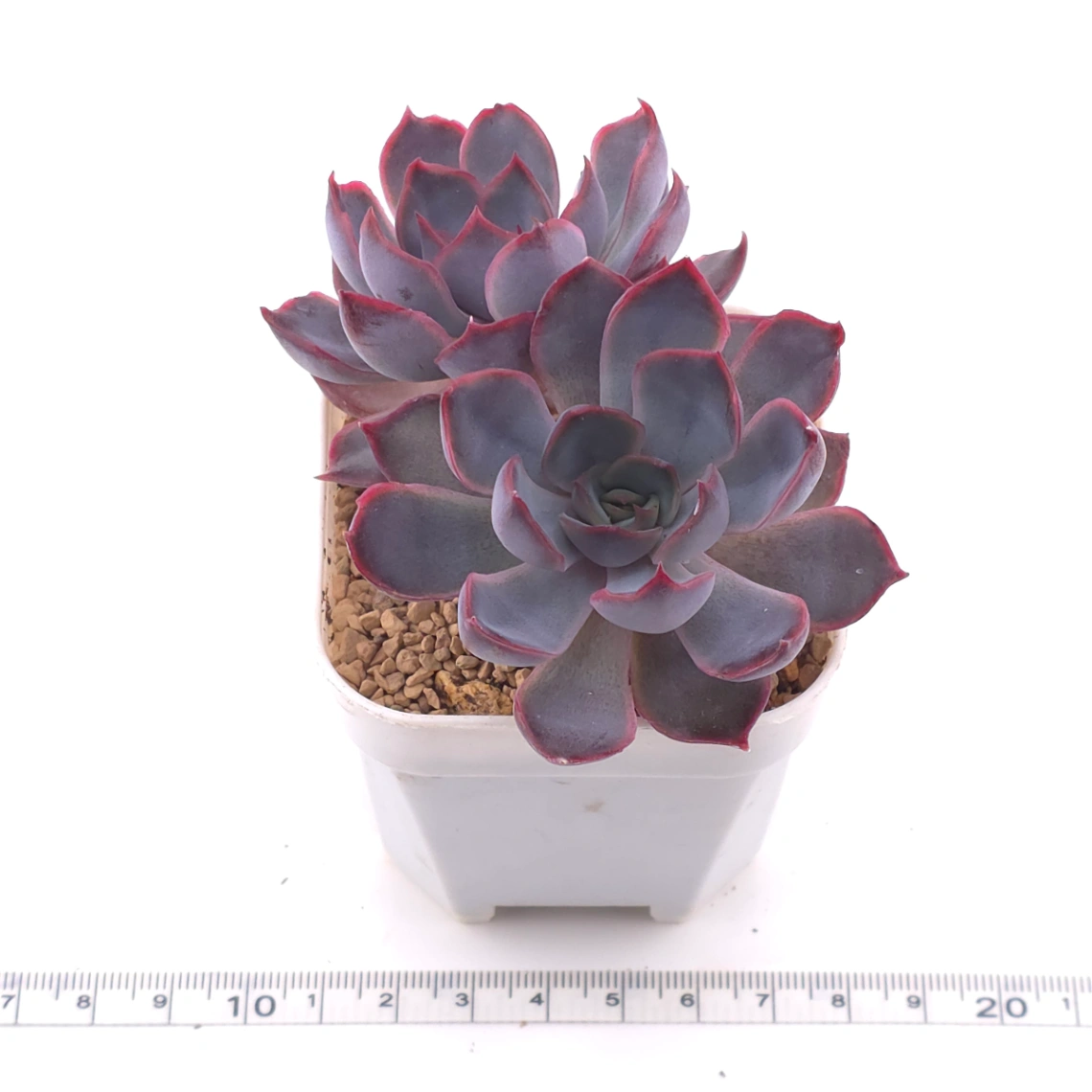 Echeveria ‘Dark Ice’ | 暗冰 thumbnail 3