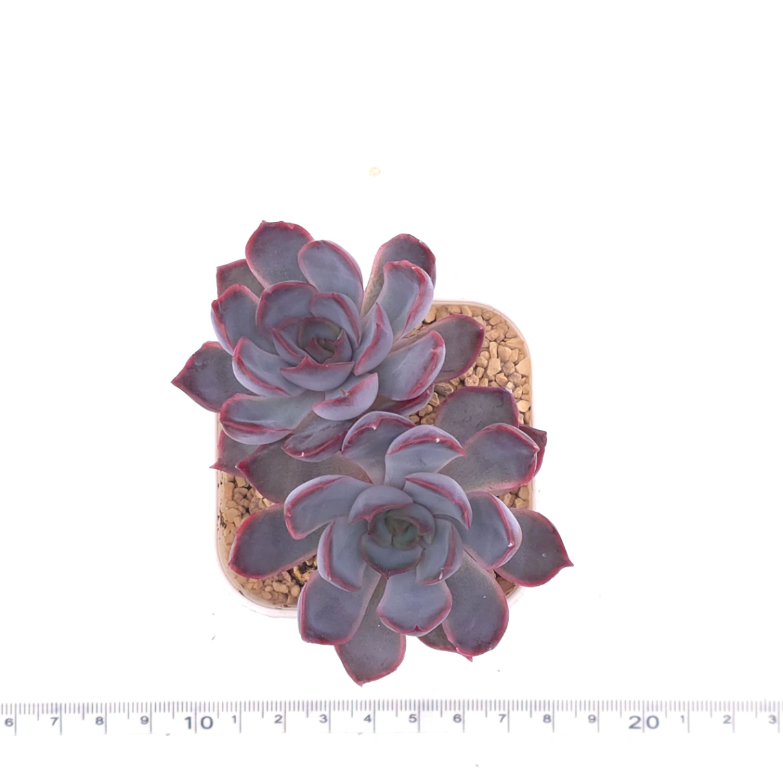 Echeveria ‘Dark Ice’ | 暗冰 thumbnail 4