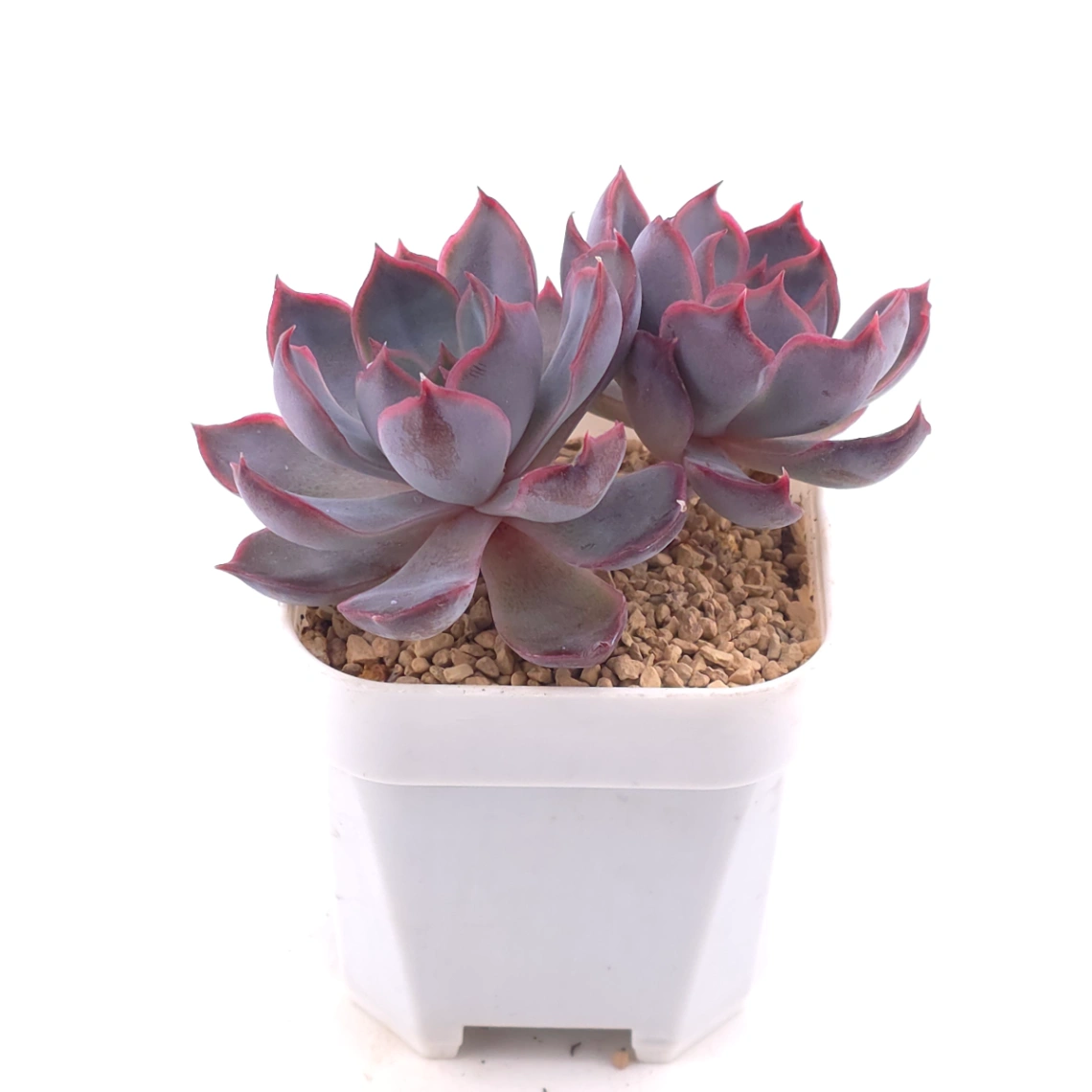 Echeveria ‘Dark Ice’ | 暗冰 thumbnail 2