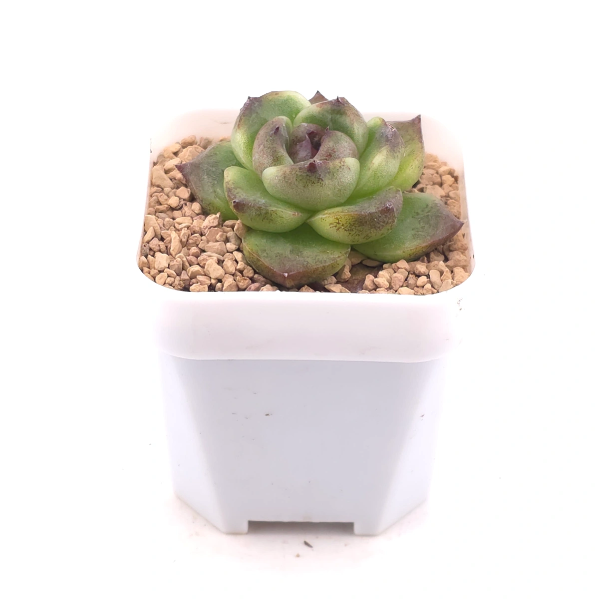 Echeveria ‘Dark Opal’ | 黑橙 thumbnail 2