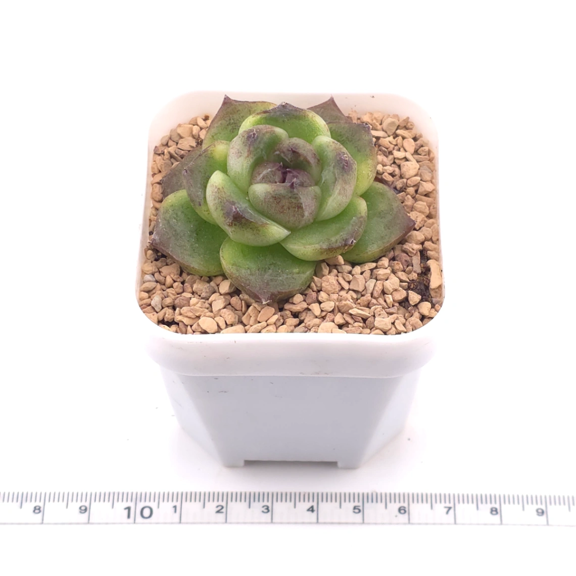 Echeveria ‘Dark Opal’ | 黑橙 thumbnail 3