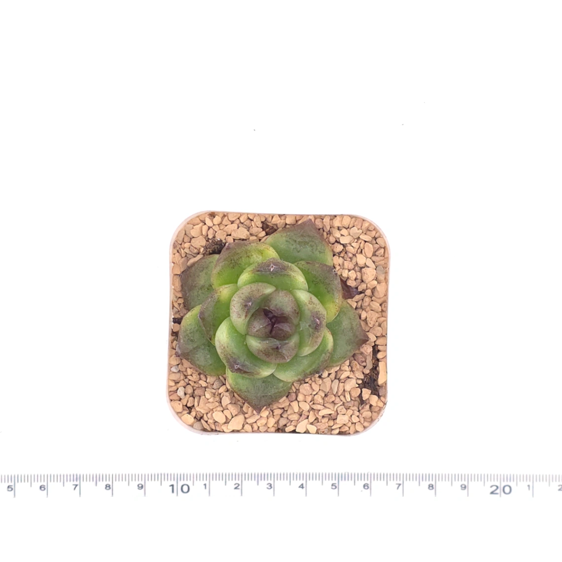 Echeveria ‘Dark Opal’ | 黑橙 thumbnail 4