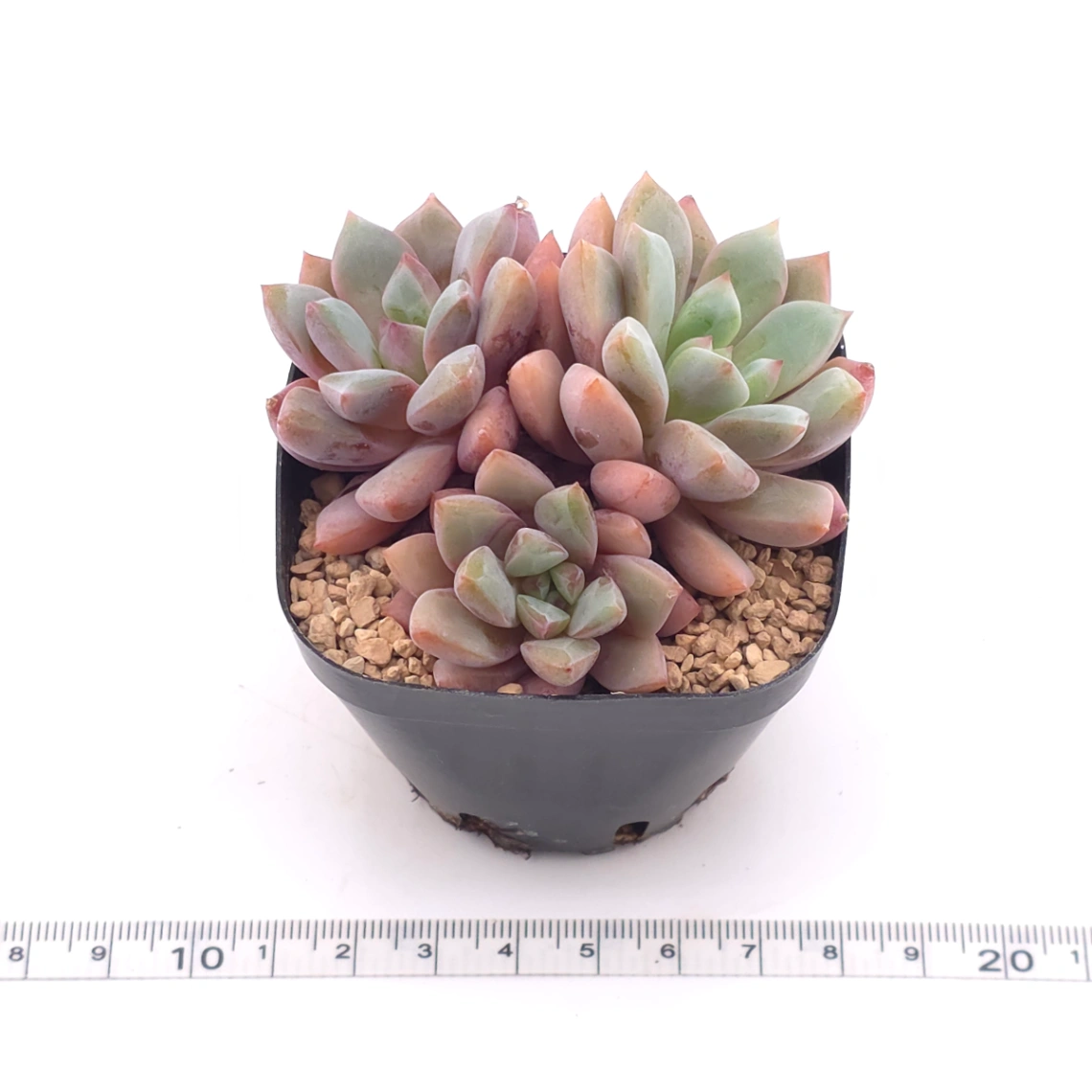 Echeveria ‘Echoes’ | 回聲 thumbnail 3