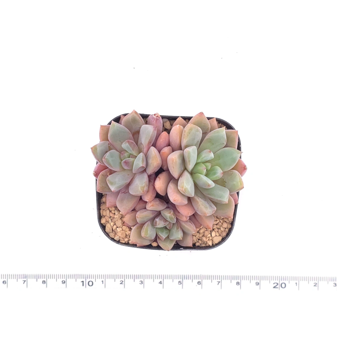 Echeveria ‘Echoes’ | 回聲 thumbnail 4