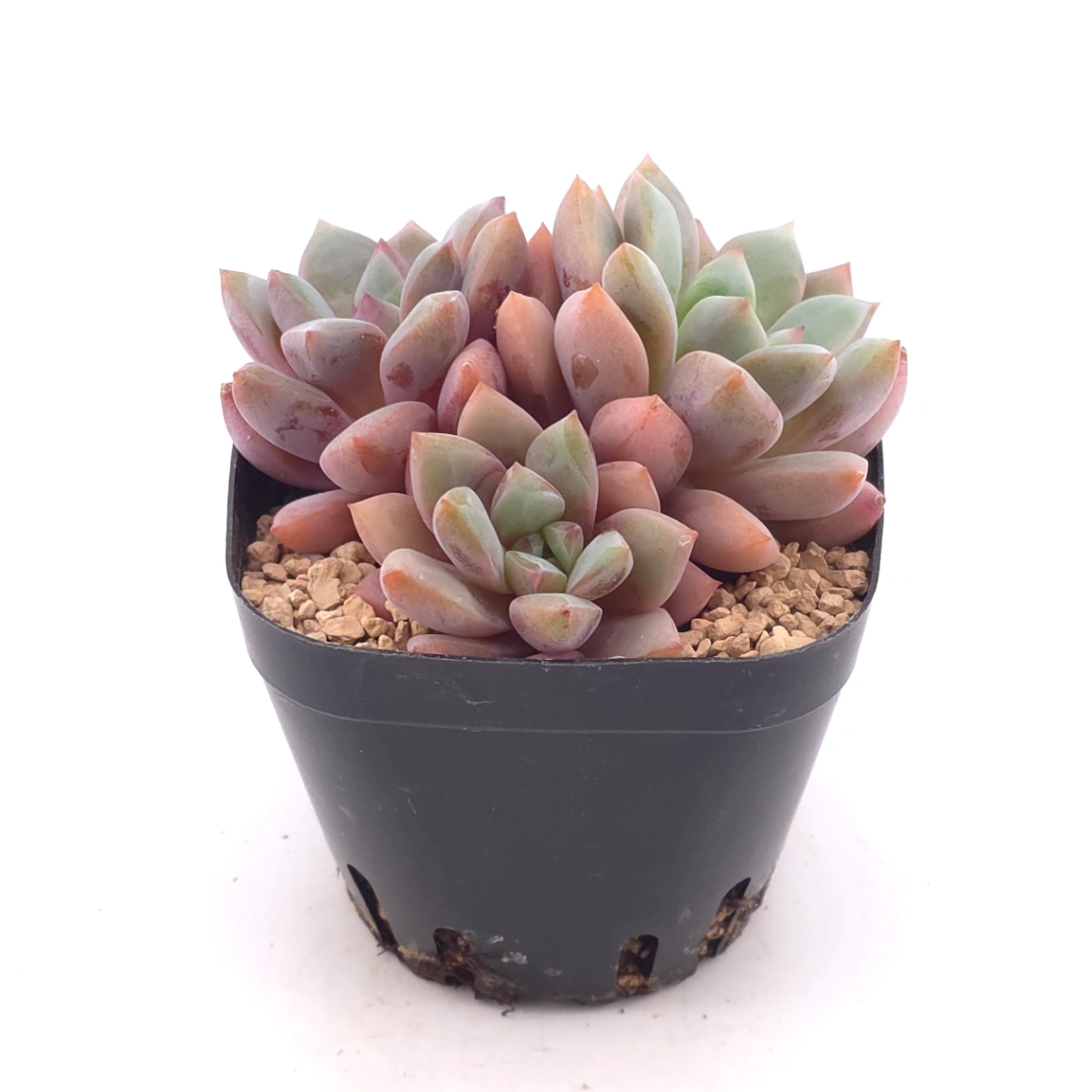 Echeveria ‘Echoes’ | 回聲 thumbnail 2