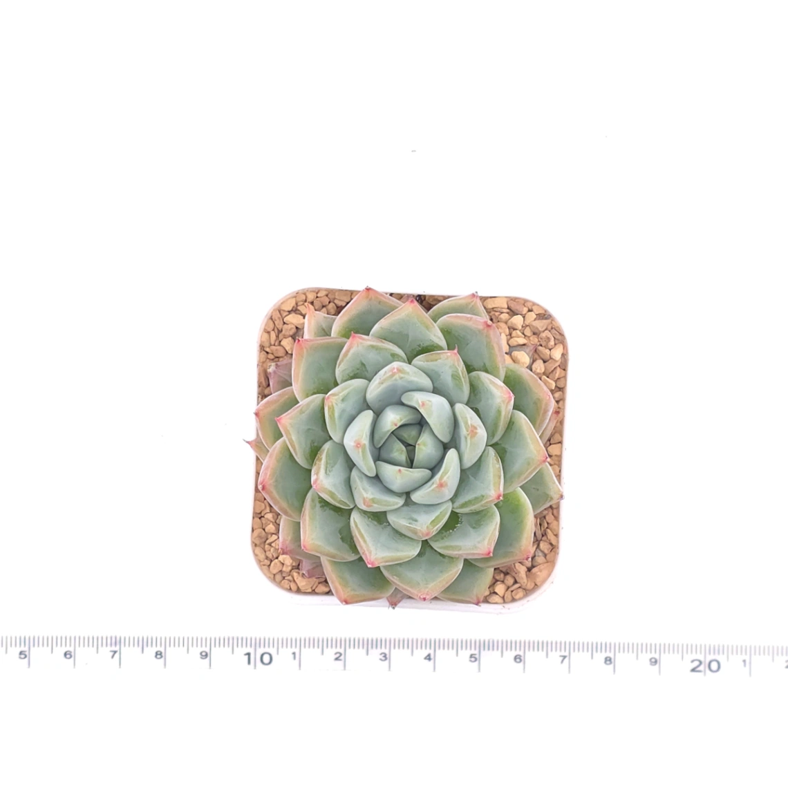 Echeveria ‘Frost Flower’ | 霜花 thumbnail 4