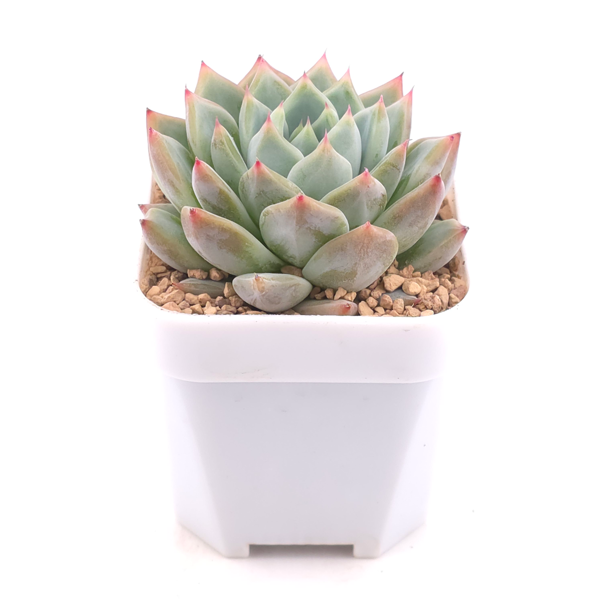 Echeveria ‘Frost Flower’ | 霜花 thumbnail 2