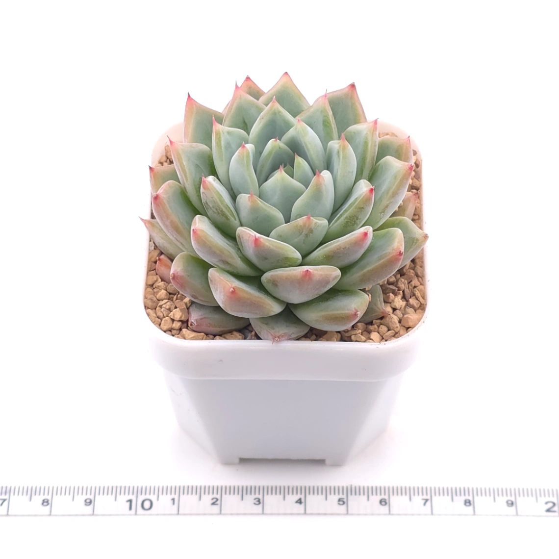 Echeveria ‘Frost Flower’ | 霜花 thumbnail 3