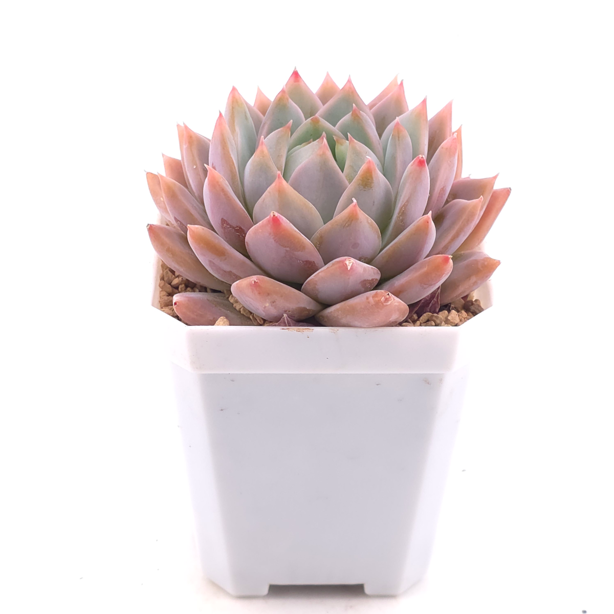 Echeveria ‘Frost Flower’ | 霜花 thumbnail 2