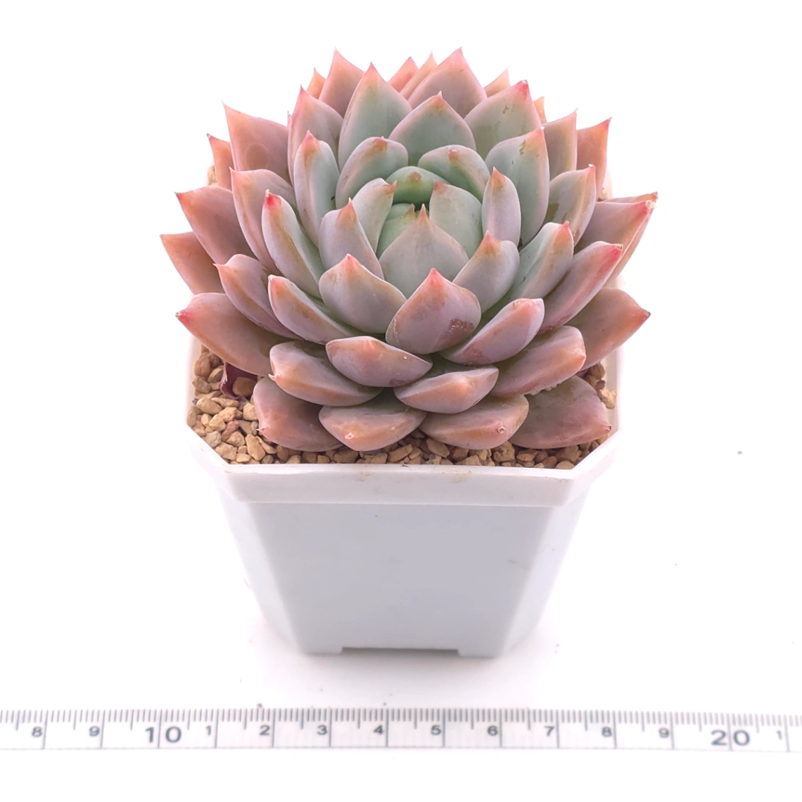 Echeveria ‘Frost Flower’ | 霜花 thumbnail 3