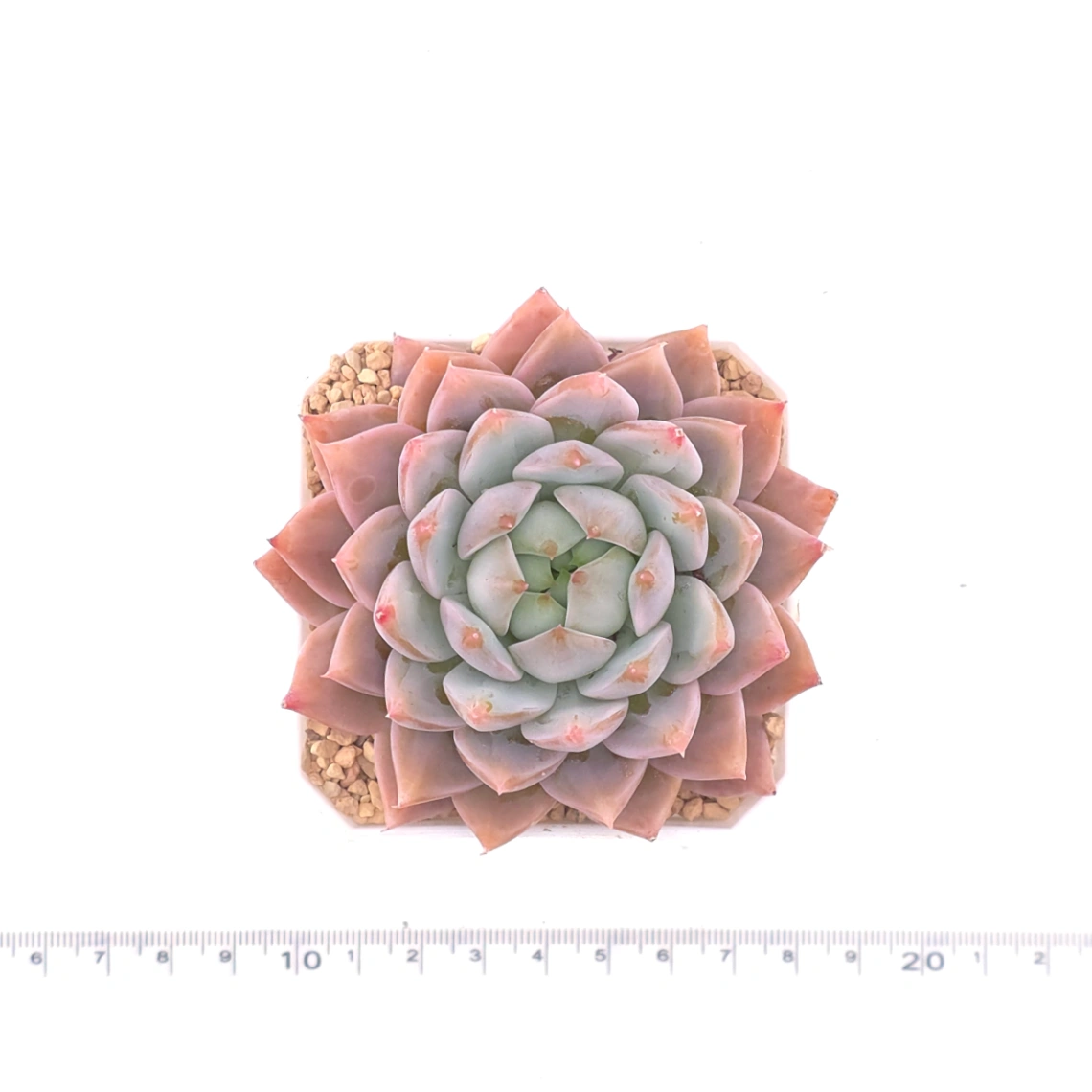 Echeveria ‘Frost Flower’ | 霜花 thumbnail 4