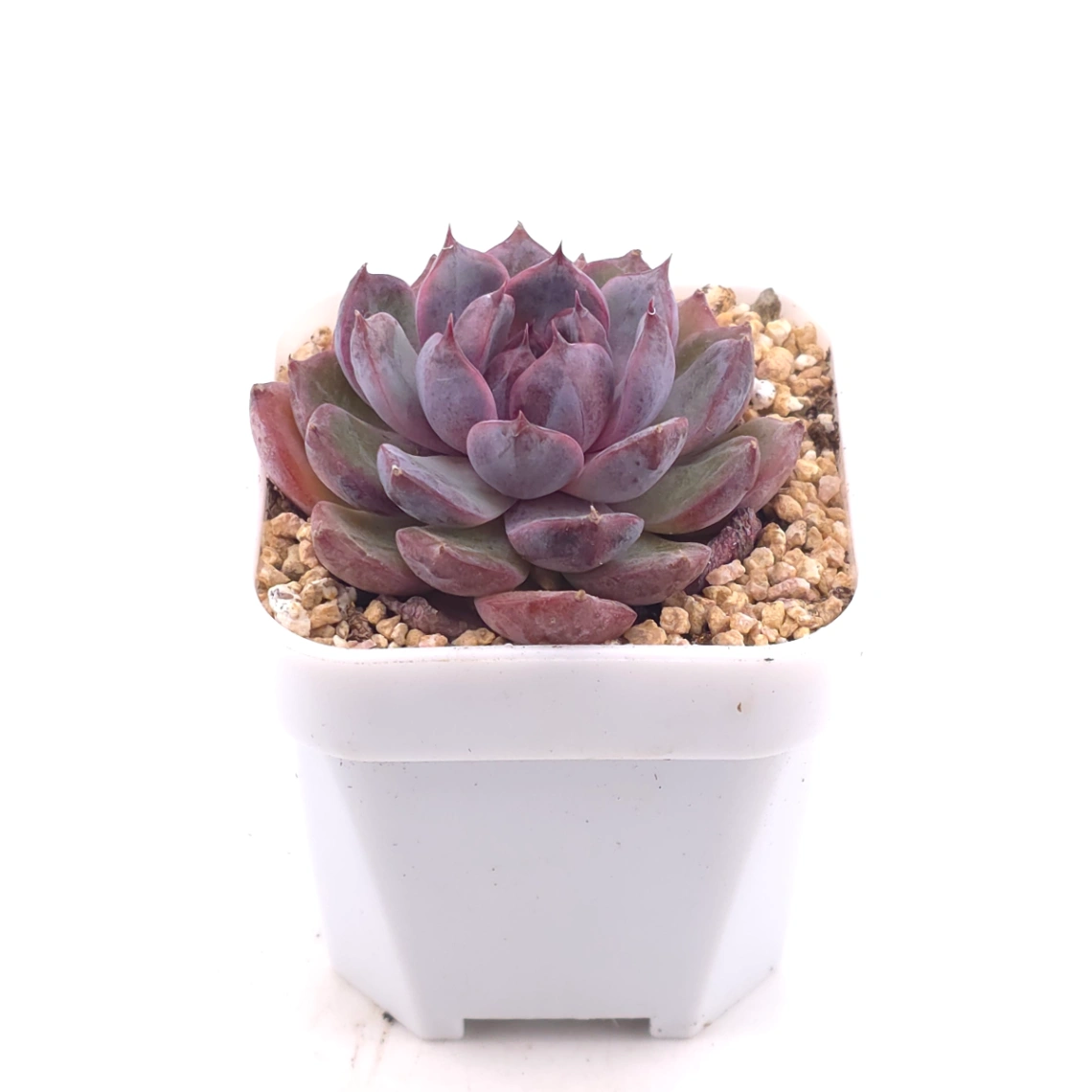 Echeveria ‘Gemstone’ | 紫晶石 thumbnail 4
