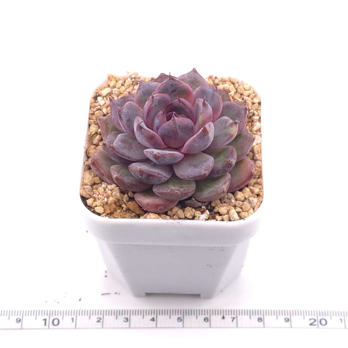Echeveria ‘Gemstone’ | 紫晶石 thumbnail 3