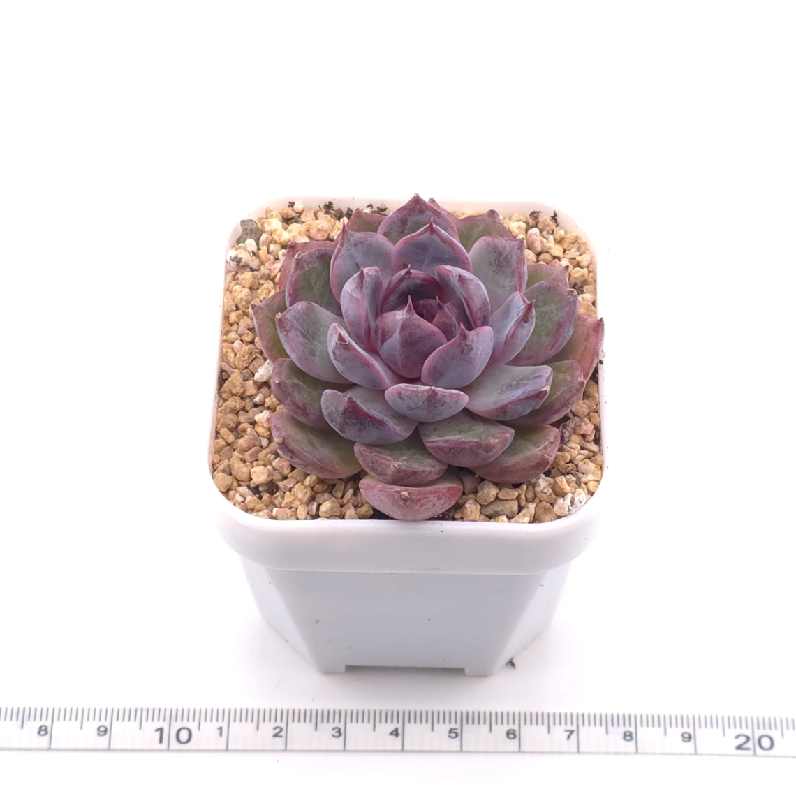 Echeveria ‘Gemstone’ | 紫晶石 thumbnail 2