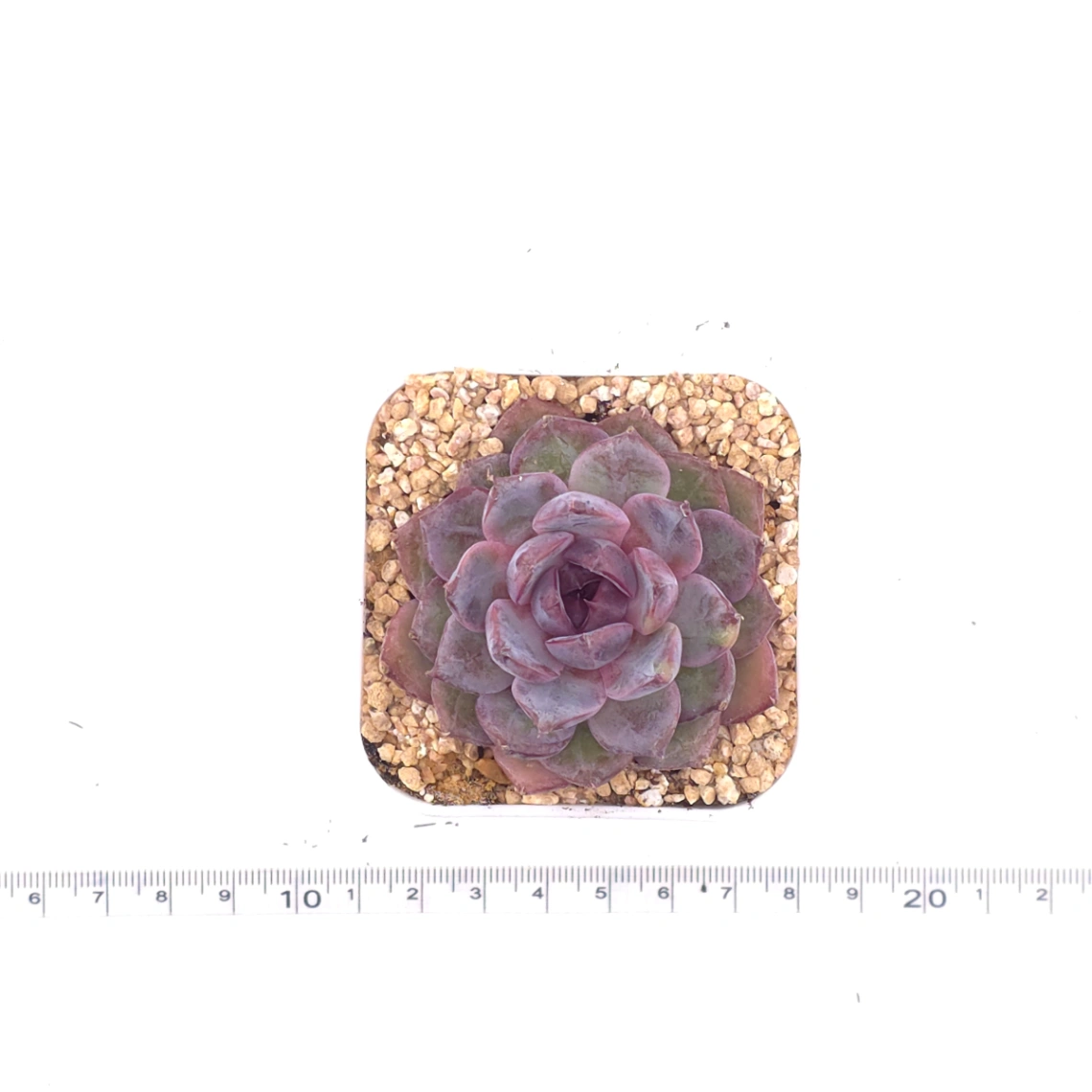 Echeveria ‘Gemstone’ | 紫晶石 thumbnail 4