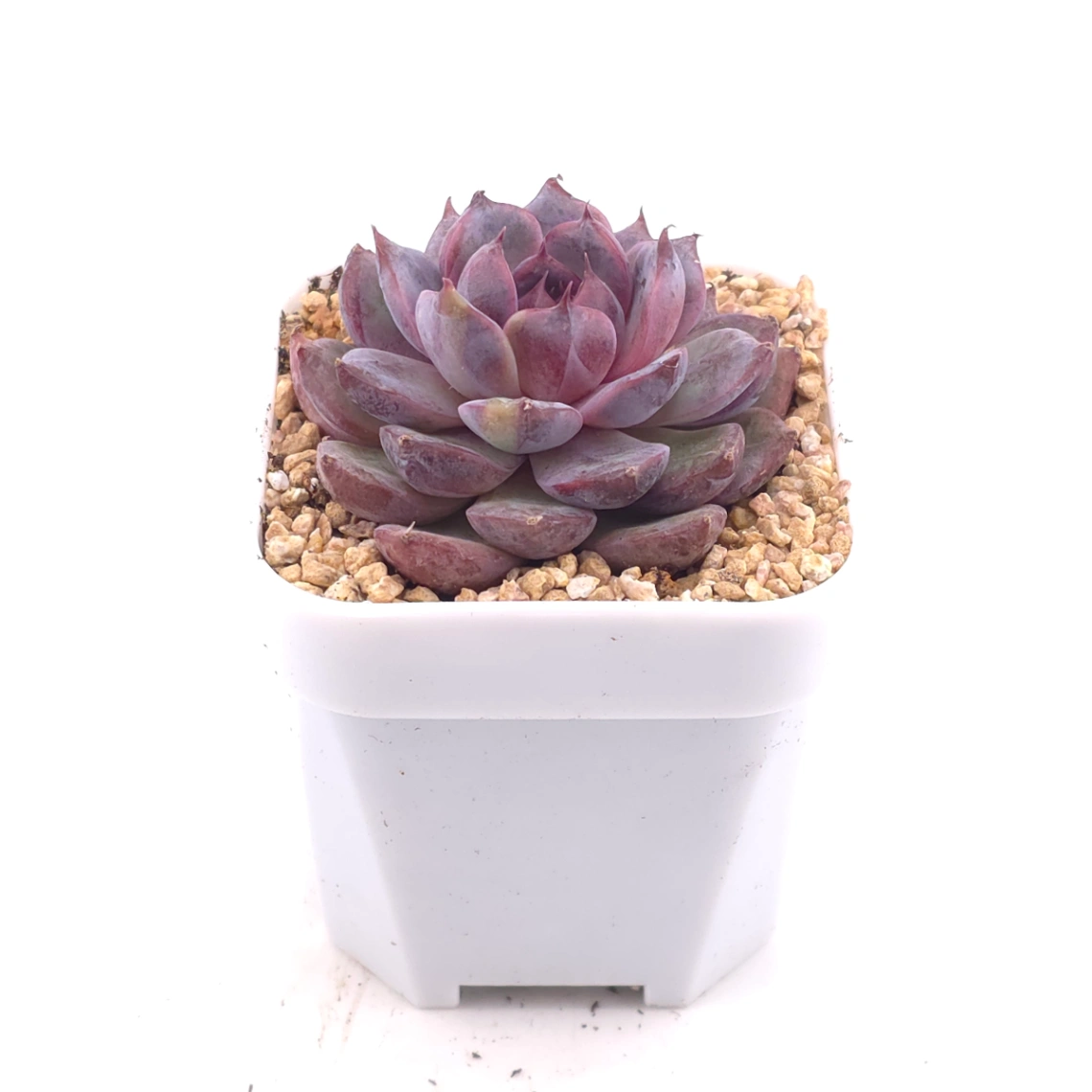 Echeveria ‘Gemstone’ | 紫晶石 thumbnail 2