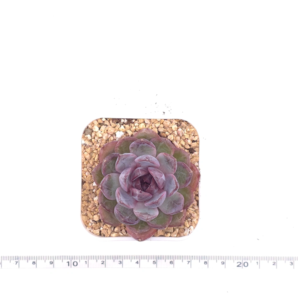 Echeveria ‘Gemstone’ | 紫晶石 thumbnail 3