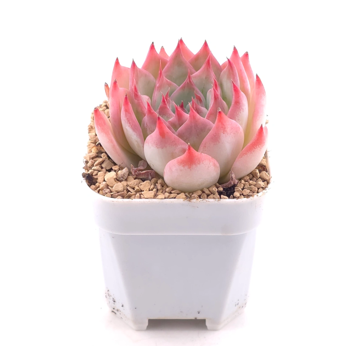 Echeveria ‘Honey Peach’ | 水蜜桃 thumbnail 2