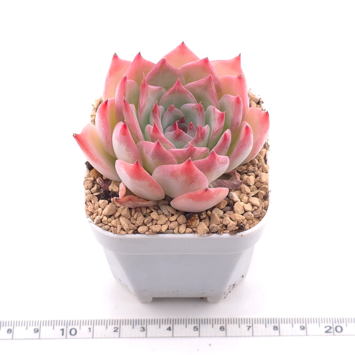 Echeveria ‘Honey Peach’ | 水蜜桃 thumbnail 3