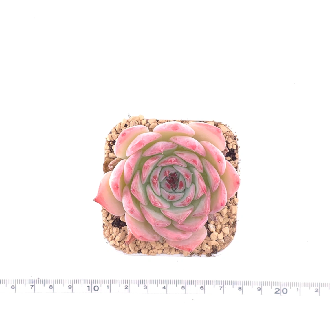 Echeveria ‘Honey Peach’ | 水蜜桃 thumbnail 4