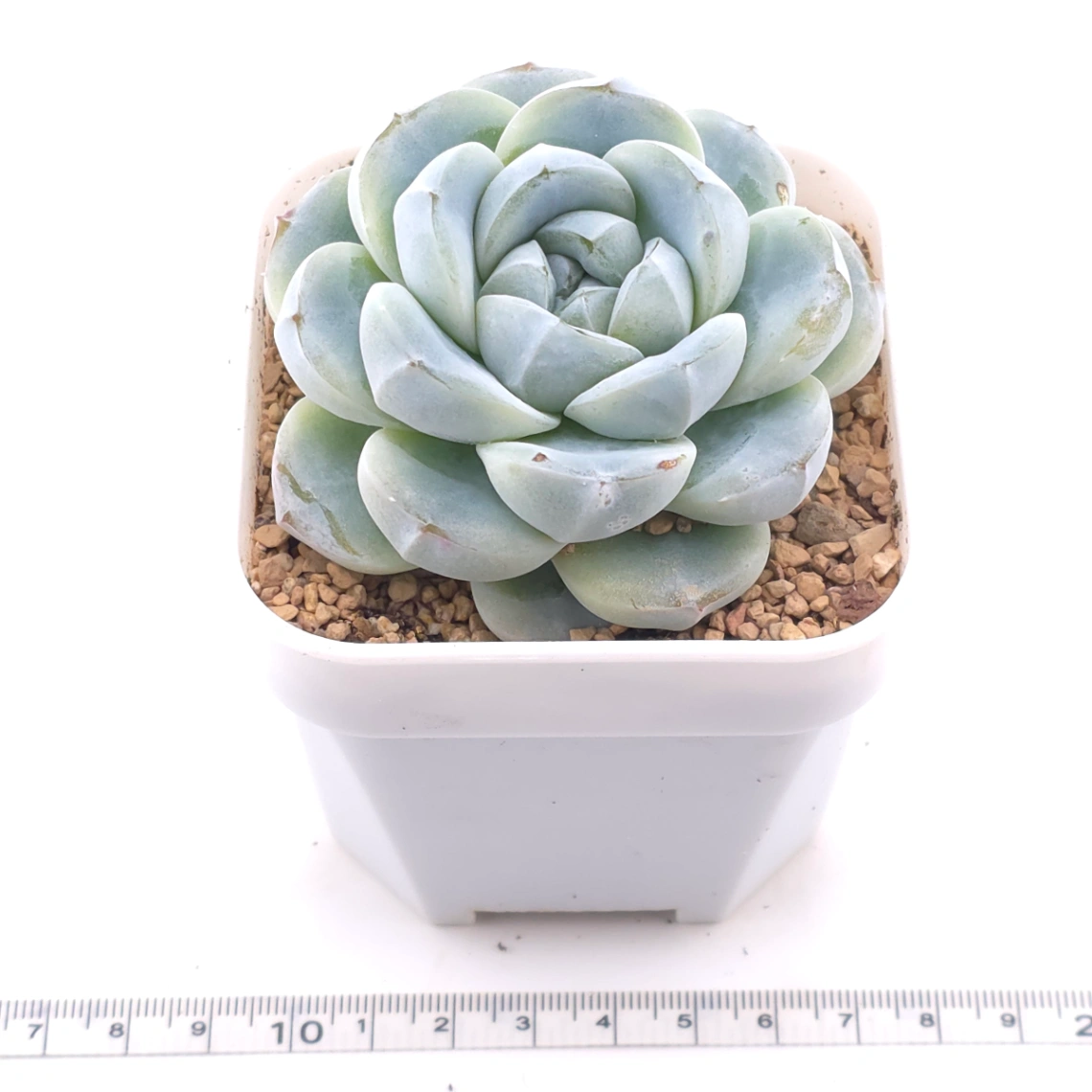 Echeveria ‘Ice Green’ | 冰玉 thumbnail 3