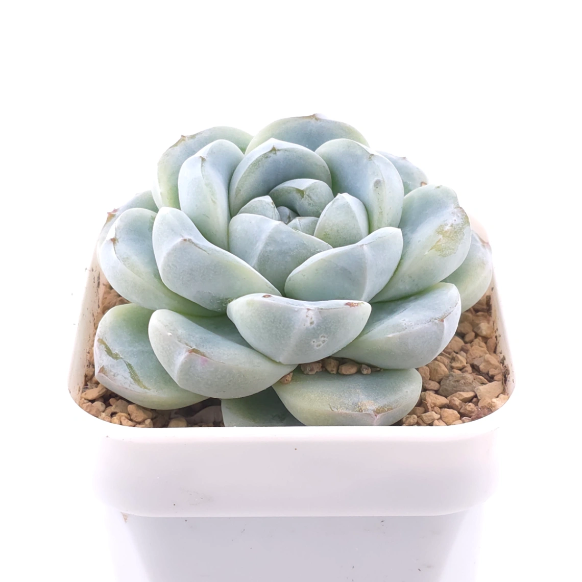 Echeveria ‘Ice Green’ | 冰玉 thumbnail 2