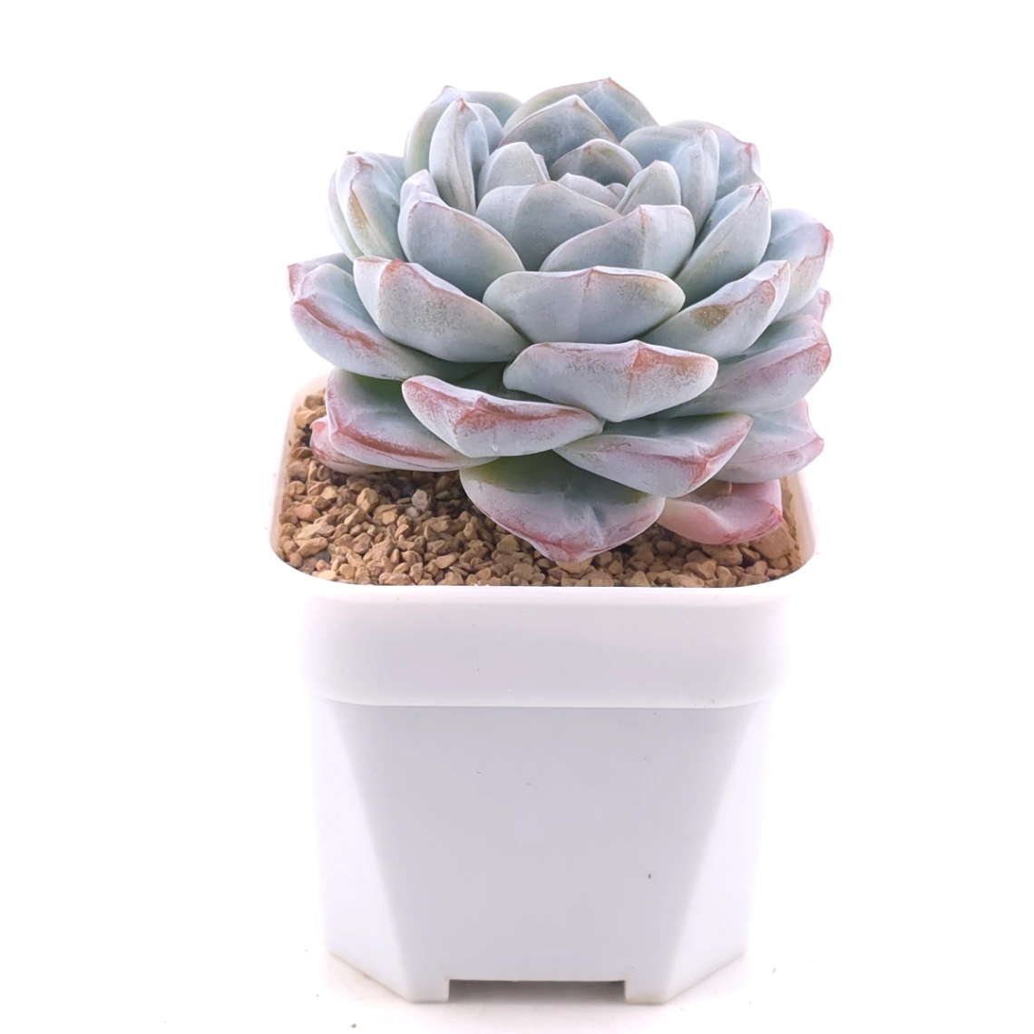 Echeveria ‘Ice Green’ | 冰玉 thumbnail 2