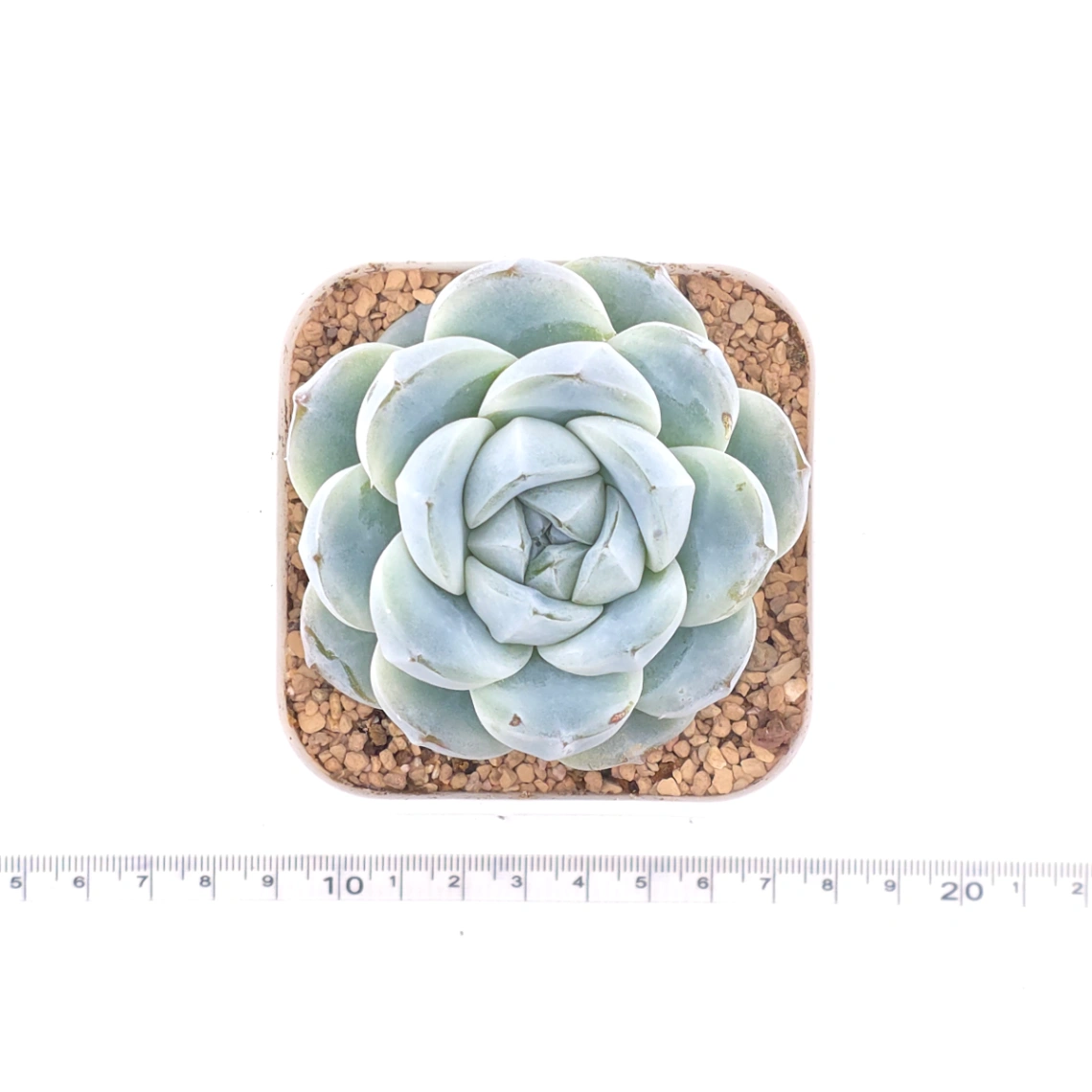 Echeveria ‘Ice Green’ | 冰玉 thumbnail 4