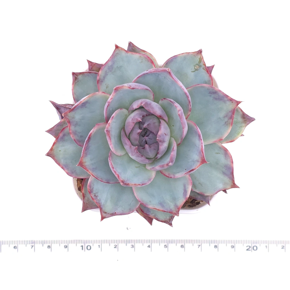 Echeveria ‘Ice Green’ | 冰玉 thumbnail 5